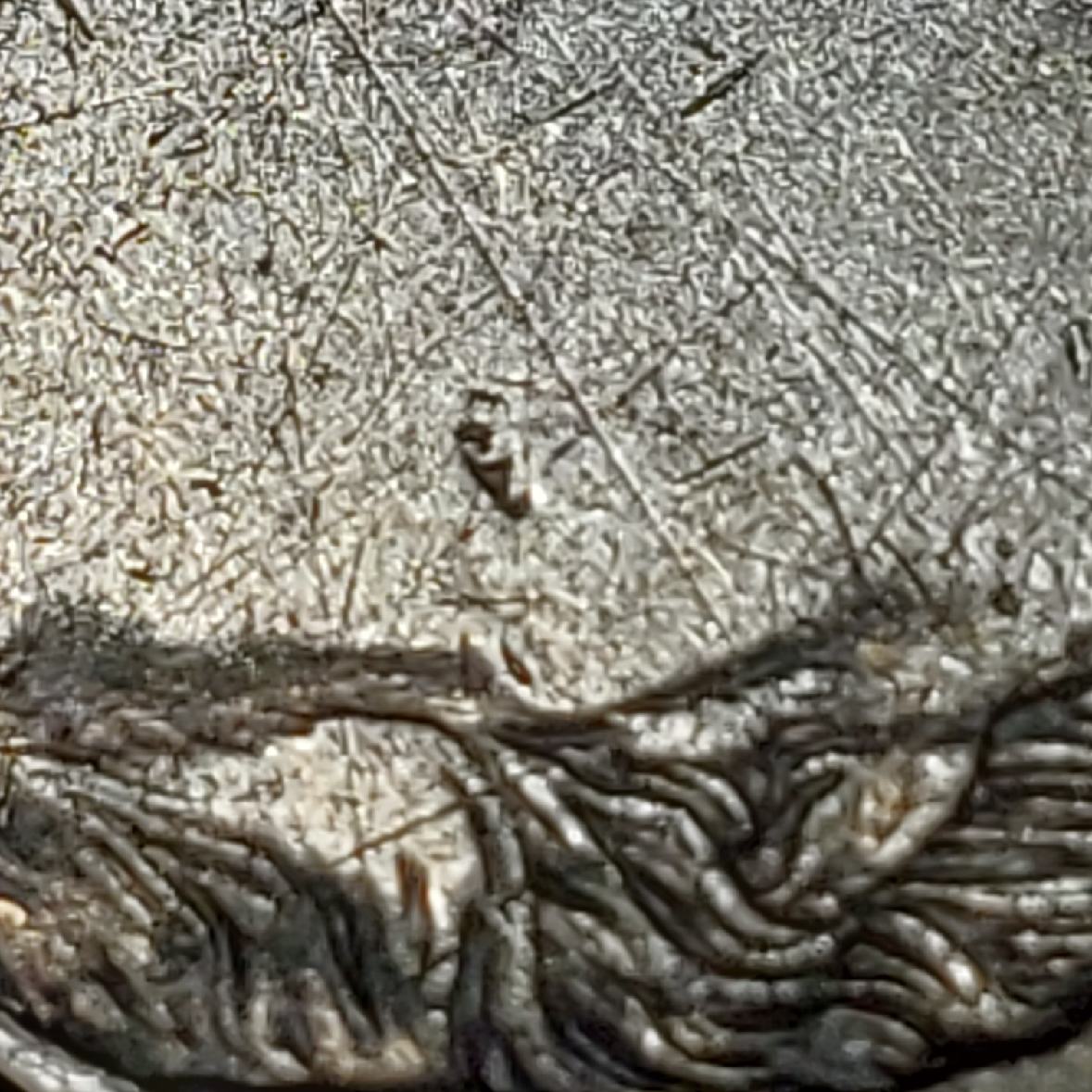 Fingers-Crossed-Anybody-Know-What-This-Nickel-Is?